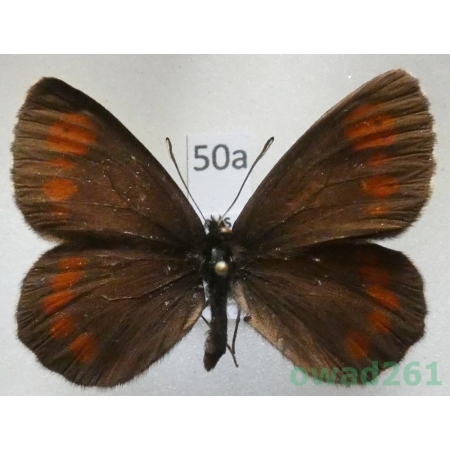 Erebia ligea uralensis (Sheljuzhko, 1925) Russia, Ural50a